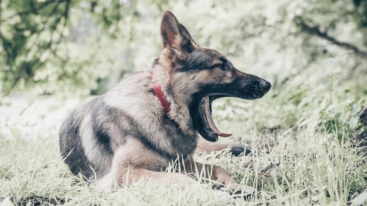 Alman Kurdu (German Shepherd) Maması ve Beslenmesi yazısının kapak görseli