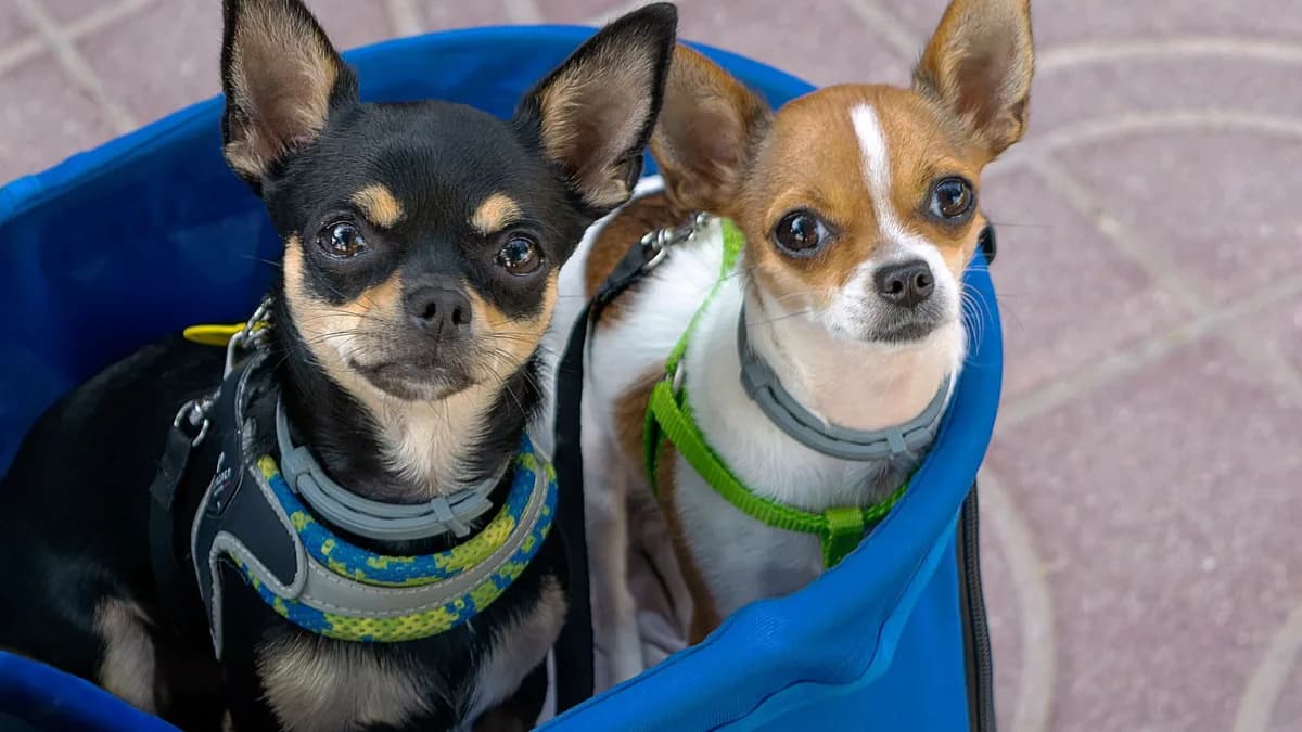 Chihuahua Maması ve Beslenmesi yazısının kapak görseli