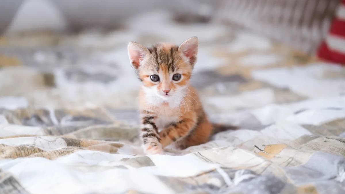 Evde Kedi Bakımı: Temel İhtiyaçlar yazısının kapak görseli