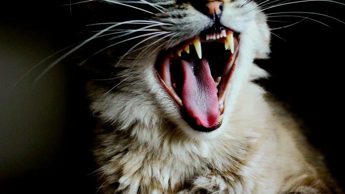 Kedi Diş Sağlığı ve Diş Taşı Önleme yazısının kapak görseli