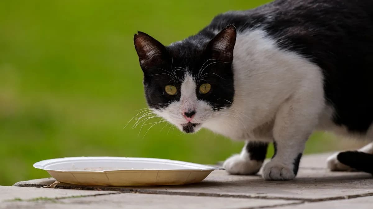 Kedi Günde Kaç Kez ve Ne Kadar Mama Yemeli? yazısının kapak görseli