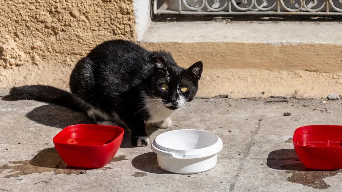 Kedi Mama Geçişi Nasıl Yapılır? yazısının kapak görseli