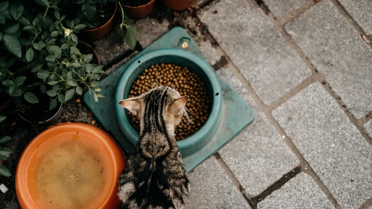 Kedi Neyle Beslenir? Doğru Kedi Beslenmesi yazısının kapak görseli