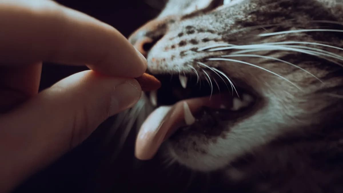 Kedi Ödül Maması: Doğru Kullanım Rehberi yazısının kapak görseli
