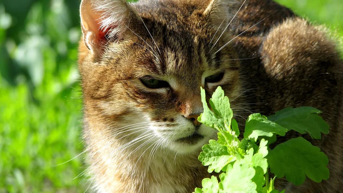 Kedi Otu Nedir ve Kedilere Faydaları yazısının kapak görseli