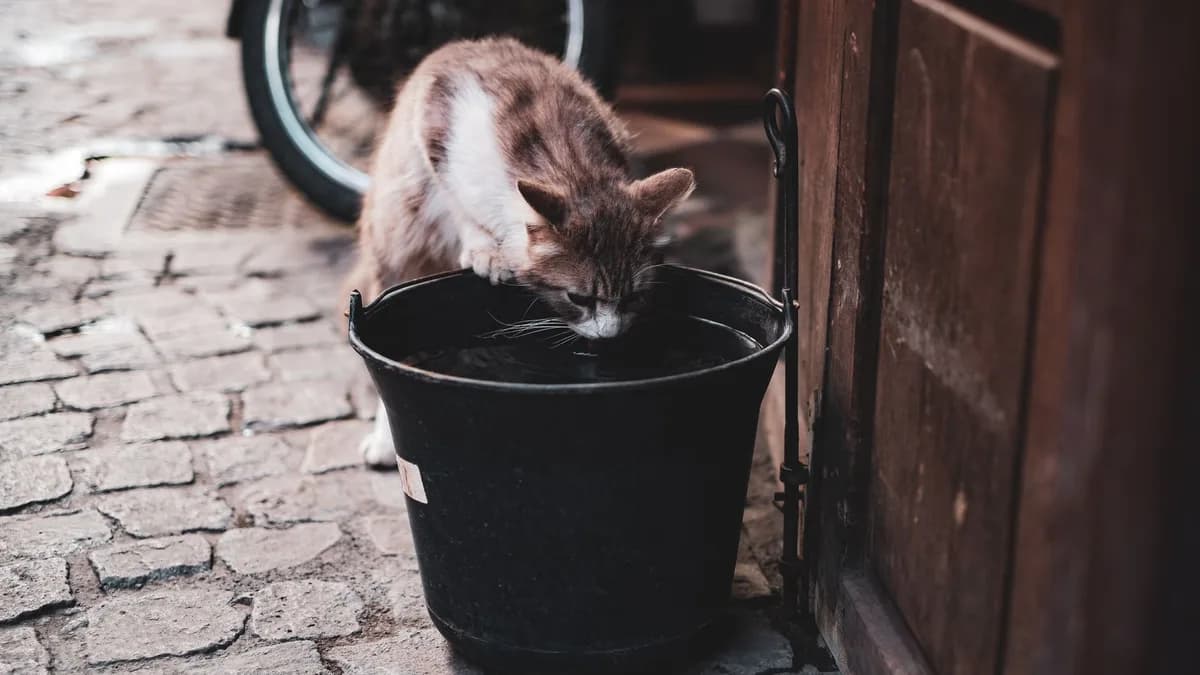 Kedi Su Tüketimi: Kedim Neden Az/Çok Su İçiyor? yazısının kapak görseli