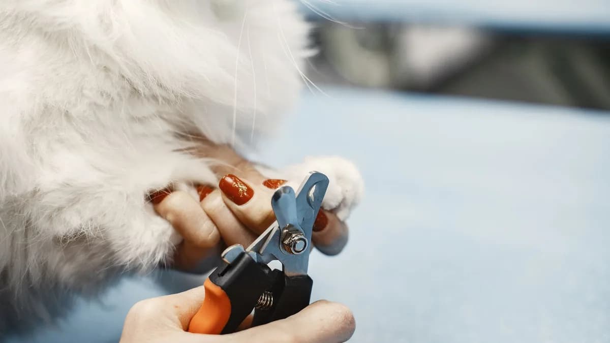 Kedi Tırnak Kesimi Nasıl Yapılır? yazısının kapak görseli