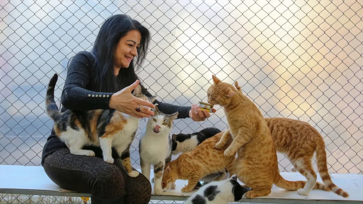 Kedi Yaş Mama ve Konserve Beslenmesi yazısının kapak görseli
