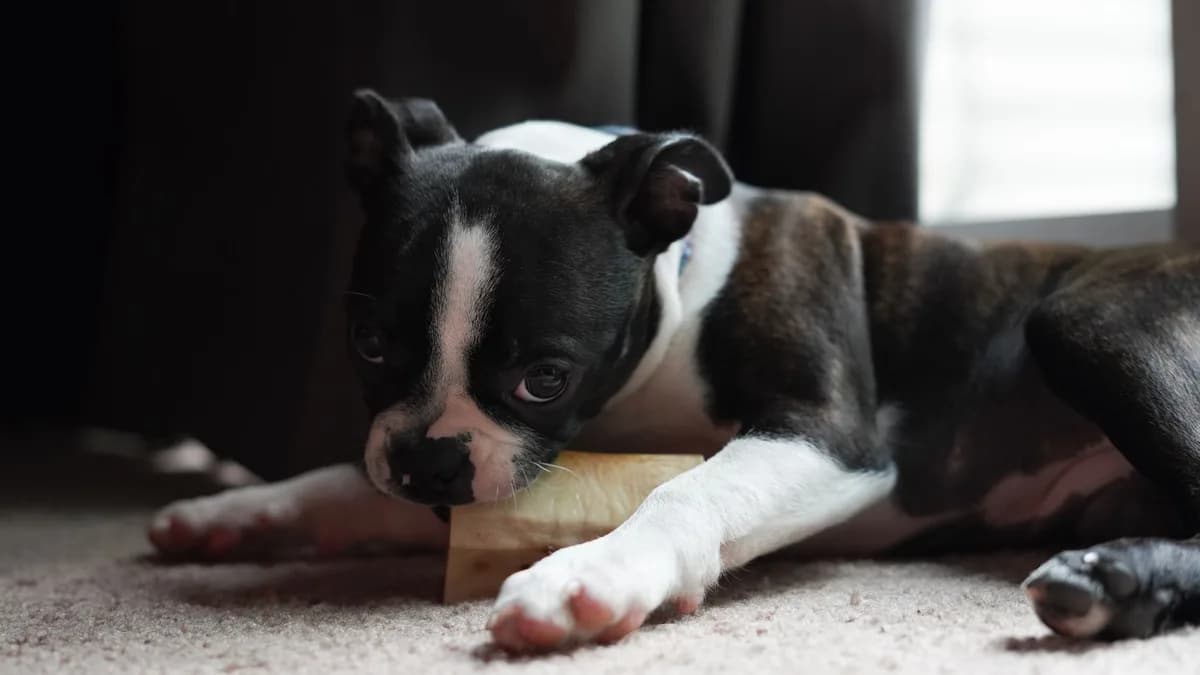 Köpeğe Kemik Verilir mi? Bilinmesi Gerekenler yazısının kapak görseli