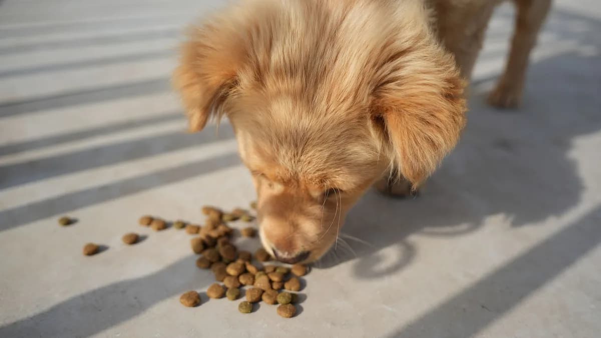 Köpekler İçin Kuru Mama mı Yaş Mama mı? yazısının kapak görseli