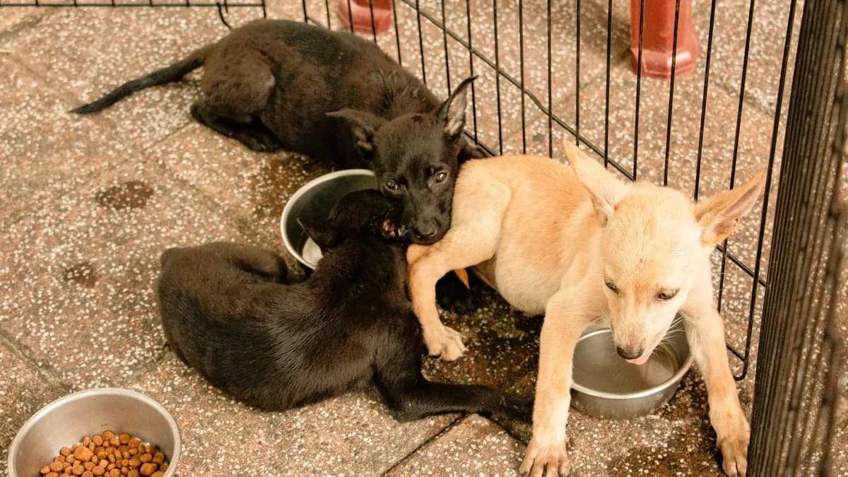 Köpek Mama Geçişi Nasıl Yapılır? yazısının kapak görseli