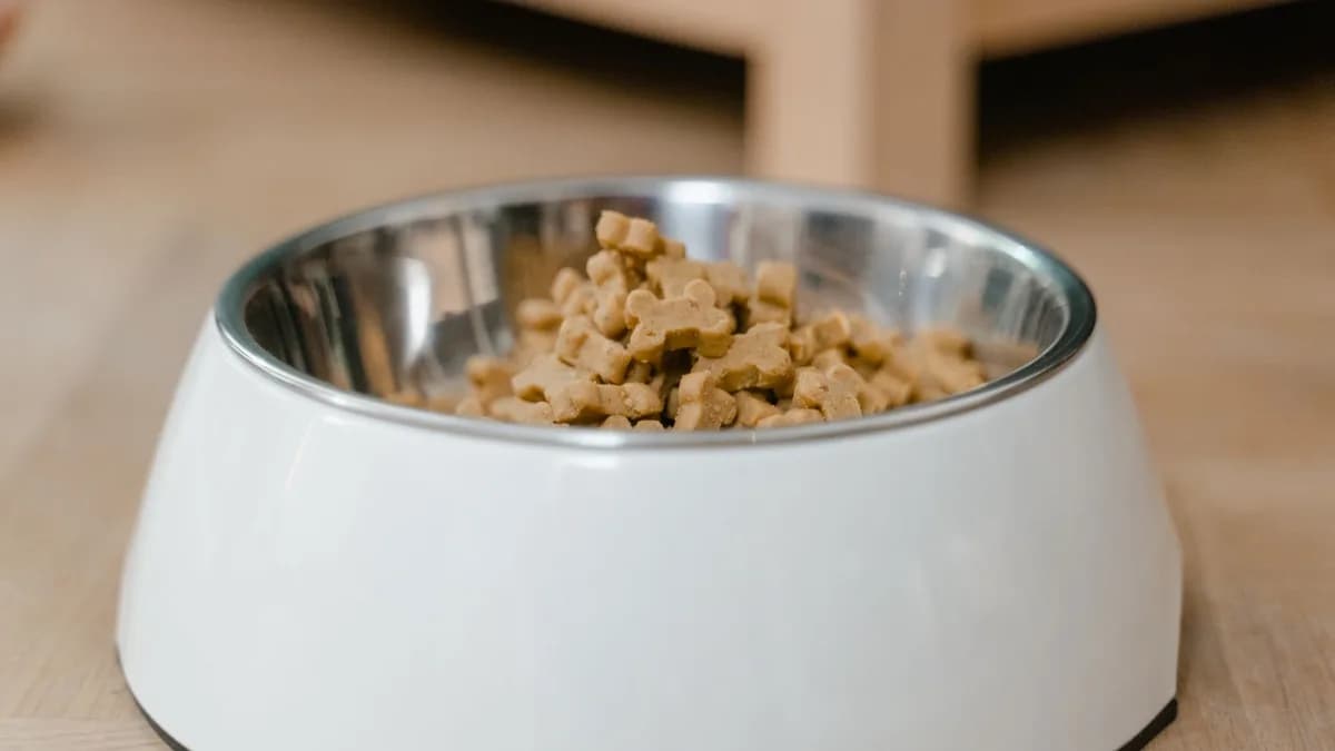 Köpek Maması Nasıl Seçilir? Doğru Mama Rehberi yazısının kapak görseli