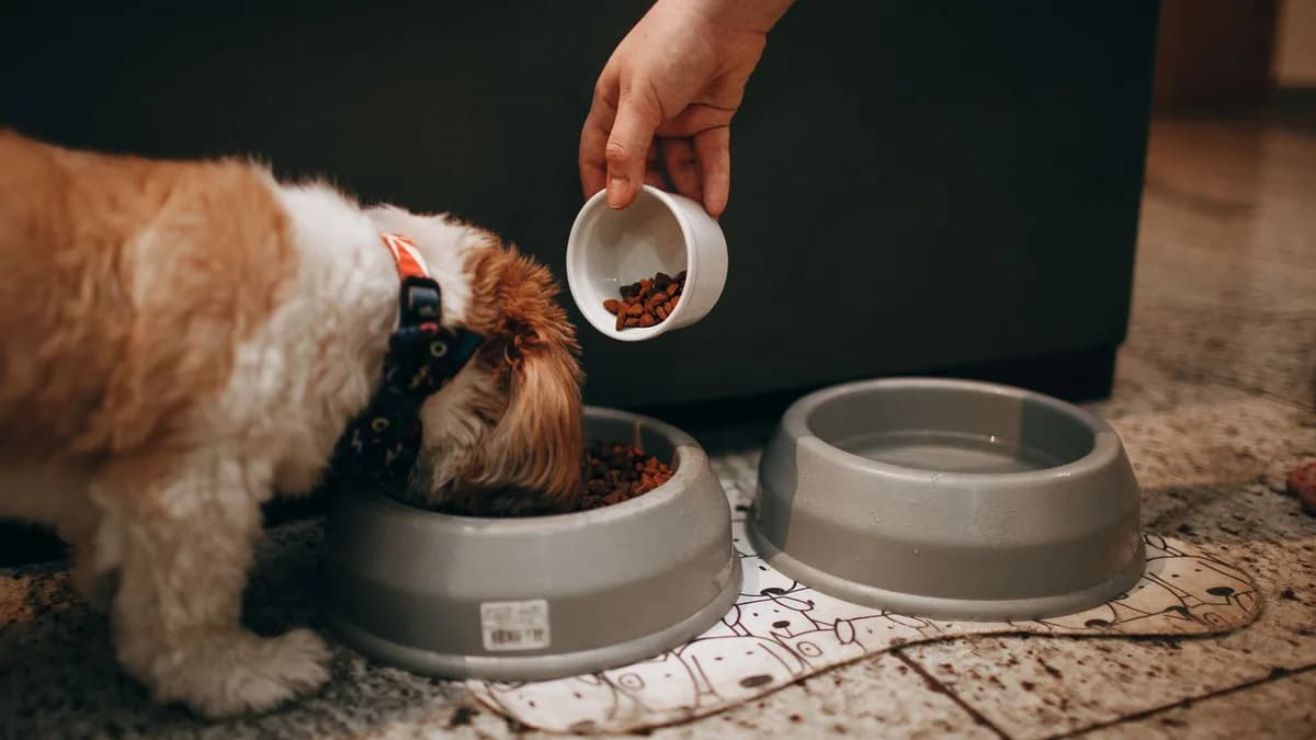 Köpek Nasıl Beslenir? Doğru Köpek Beslenmesi yazısının kapak görseli