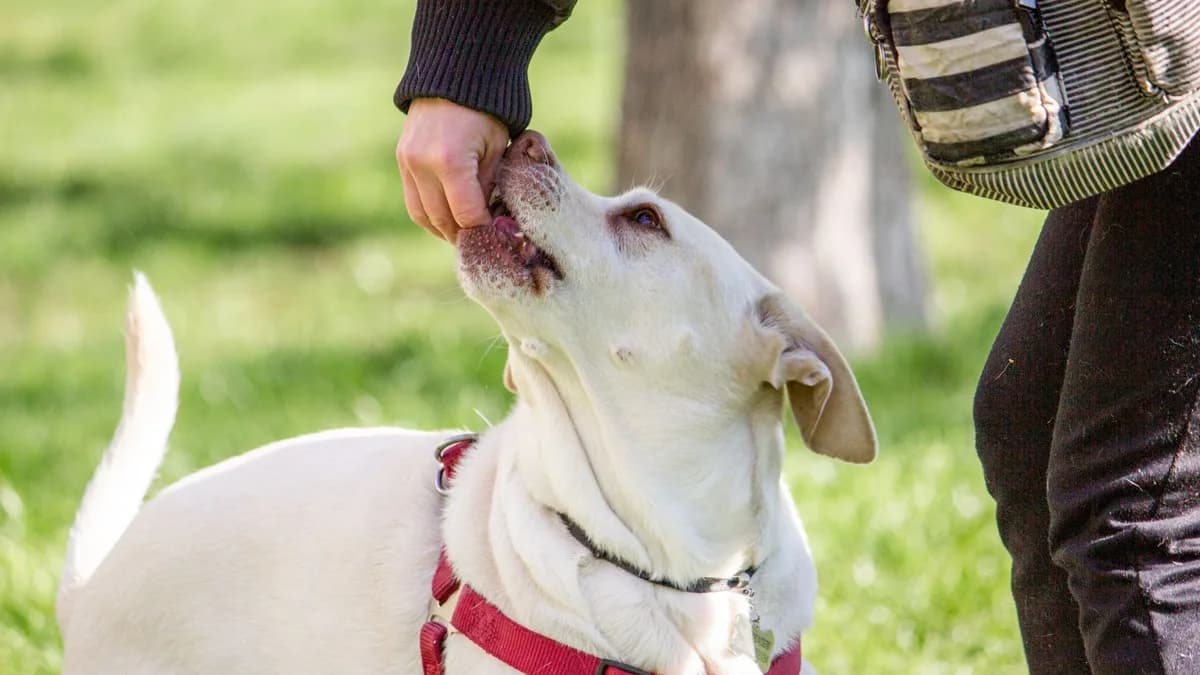 Köpek Ödül Maması ve Eğitimde Kullanımı yazısının kapak görseli