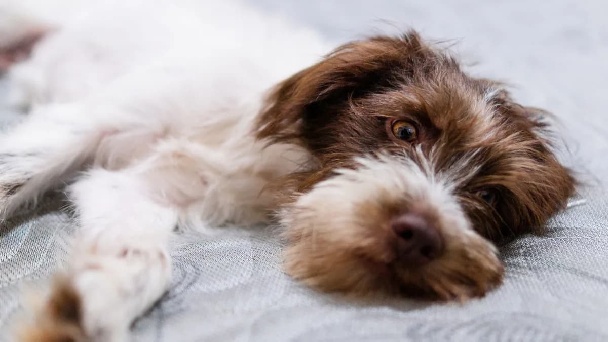 Köpeklerde Kusma: Nedenleri ve Ne Yapmalı? yazısının kapak görseli