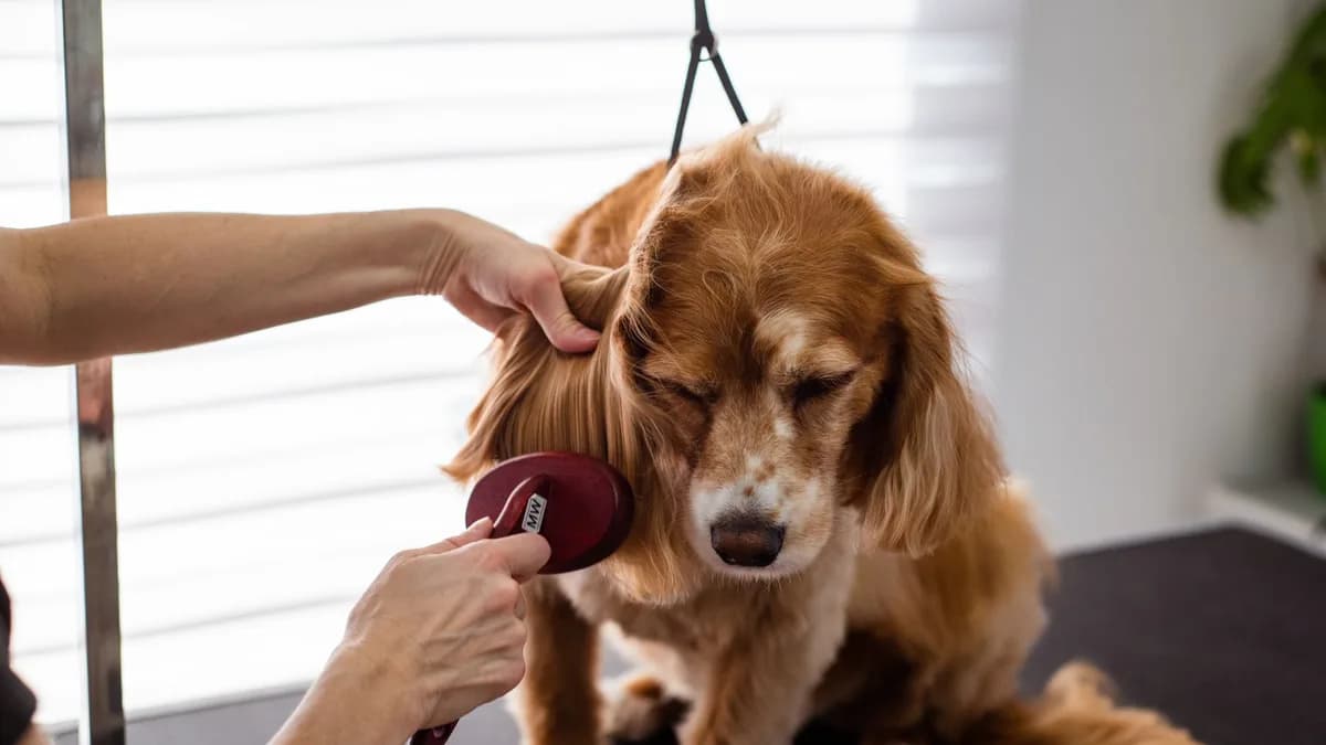 Köpeklerde Tüy Dökme: Nedenleri ve Çözümleri yazısının kapak görseli