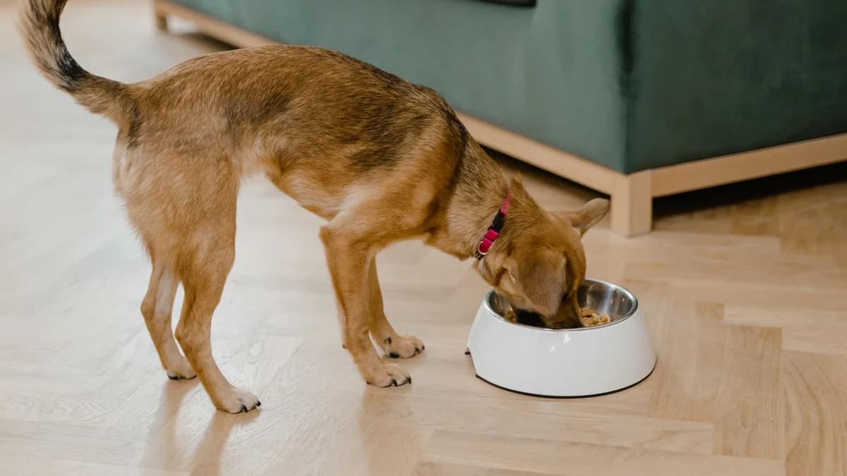 Küçük Irk Köpek Maması Seçimi yazısının kapak görseli