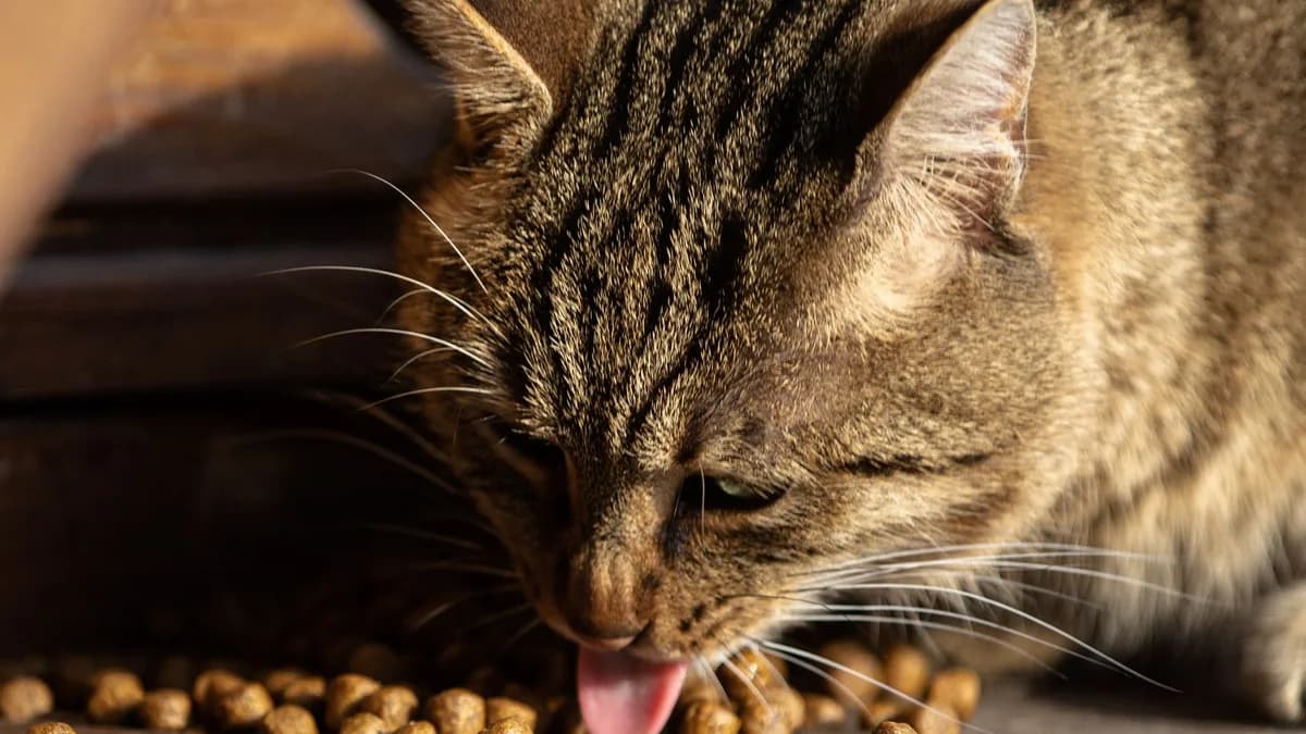 Kuru Kedi Maması: Avantajları ve Doğru Kullanımı yazısının kapak görseli