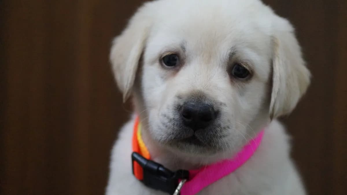 Labrador Maması ve Beslenmesi yazısının kapak görseli