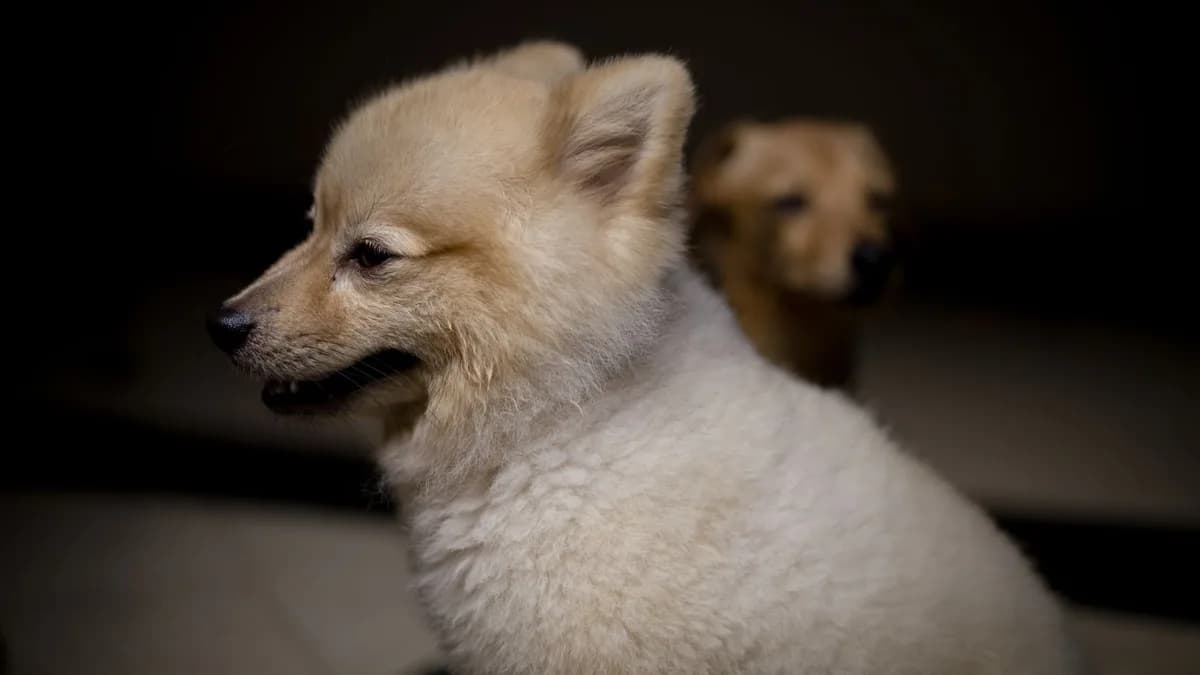 Pomeranian Boo Maması ve Beslenmesi yazısının kapak görseli