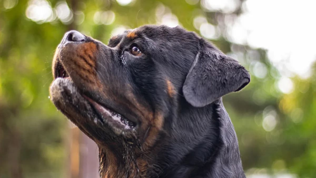 Rottweiler Maması ve Beslenmesi yazısının kapak görseli