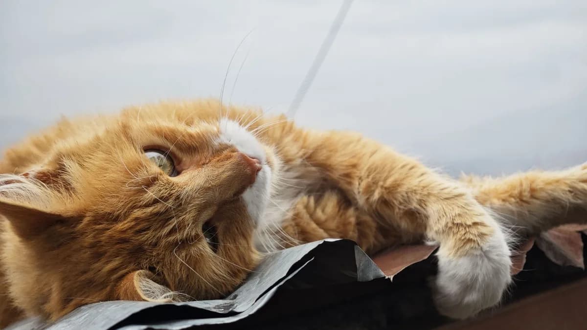 Yaşlı Kedi Maması ve Yaşlı Kedi Beslenmesi yazısının kapak görseli