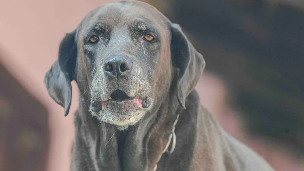 Yaşlı Köpek Maması ve Yaşlı Köpek Beslenmesi yazısının kapak görseli