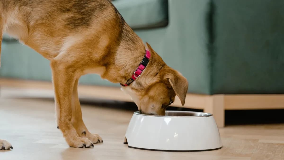 Yavru Köpek Maması: Ne Zaman ve Nasıl Verilir? yazısının kapak görseli