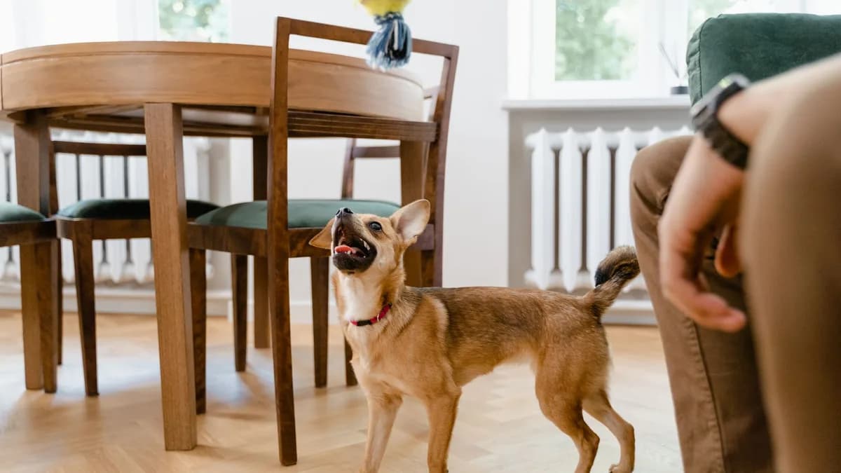 Yetişkin Köpek Maması Seçimi ve Beslenmesi yazısının kapak görseli